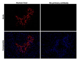 Invitrogen Glutamine Synthetase Monoclonal Antibody (CL3004) 100 &mu;L;