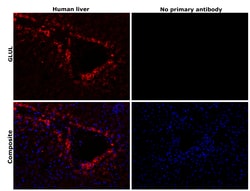 Invitrogen Glutamine Synthetase Monoclonal Antibody (CL3004) 100 &mu;L;