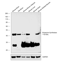 Invitrogen Glutamine Synthetase Monoclonal Antibody (CL3004) 100 &mu;L;