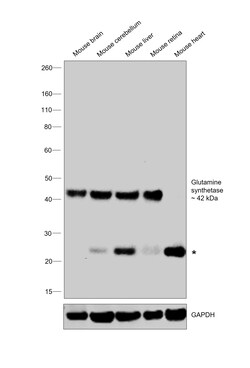 Invitrogen Glutamine Synthetase Monoclonal Antibody (CL3004) 100 &mu;L;