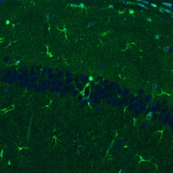 Invitrogen Glutamine Synthetase Monoclonal Antibody (CL3013) 100 &mu;L;