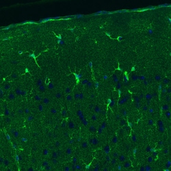 Invitrogen Glutamine Synthetase Monoclonal Antibody (CL3013) 100 &mu;L;