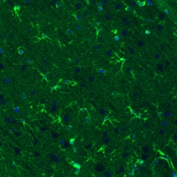 Invitrogen Glutamine Synthetase Monoclonal Antibody (CL3013) 100 &mu;L;