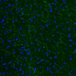 Invitrogen TPH2 Monoclonal Antibody (CL2990) 100 &mu;L | Buy Online | Invitrogen&trade; | Fisher Scientific