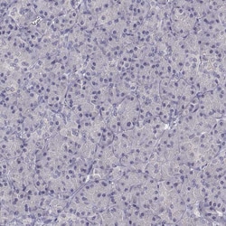 Invitrogen Dopamine Transporter Monoclonal Antibody (CL3123) 100 &mu;L;