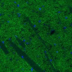 Invitrogen Dopamine Transporter Monoclonal Antibody (CL3123) 100 &mu;L;