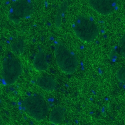 Invitrogen Dopamine Transporter Monoclonal Antibody (CL3123) 100 &mu;L;