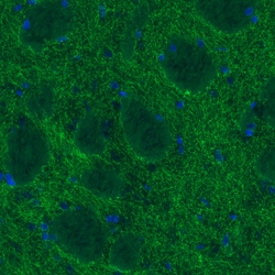 Invitrogen Dopamine Transporter Monoclonal Antibody (CL3123) 100 &mu;L;