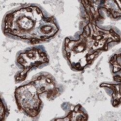 Invitrogen Laminin gamma-1 Monoclonal Antibody (CL3196) 100 &mu;L; Unconjugated:Antibodies,