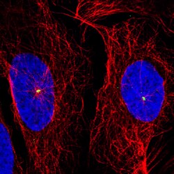 Invitrogen CDK5RAP2 Monoclonal Antibody (CL3392) 100 &mu;L; Unconjugated:Antibodies,