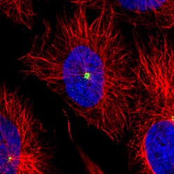 Invitrogen CDK5RAP2 Monoclonal Antibody (CL3392) 100 &mu;L; Unconjugated:Antibodies,