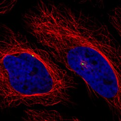 Invitrogen CDK5RAP2 Monoclonal Antibody (CL3392) 100 &mu;L; Unconjugated:Antibodies,
