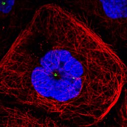 Invitrogen CDK5RAP2 Monoclonal Antibody (CL3392) 100 &mu;L; Unconjugated:Antibodies,
