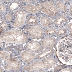 Invitrogen CDK5RAP2 Monoclonal Antibody (CL3392) 100 &mu;L; Unconjugated:Antibodies,