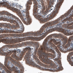 Invitrogen B-Raf Monoclonal Antibody (CL4003) 100 &mu;L | Buy Online | Invitrogen&trade; | Fisher Scientific