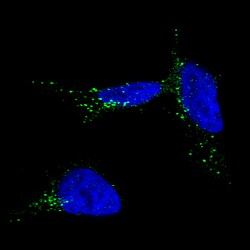Invitrogen TYRP1 Monoclonal Antibody (CL4906) 100 &mu;L; Unconjugated:Antibodies,