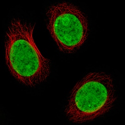 Invitrogen Histone H2A.X Monoclonal Antibody (CL5157) 100 &mu;L; Unconjugated:Antibodies,