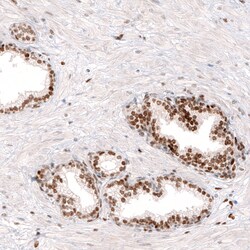 Invitrogen KLF4 Monoclonal Antibody (CL5782) 100 &mu;L; Unconjugated:Antibodies,