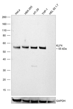 Invitrogen KLF4 Monoclonal Antibody (CL5782) 100 &mu;L; Unconjugated:Antibodies,