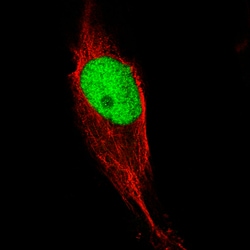 Invitrogen KLF4 Monoclonal Antibody (CL5785) 100 &mu;L; Unconjugated:Antibodies,