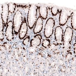 Invitrogen KLF4 Monoclonal Antibody (CL5785) 100 &mu;L; Unconjugated:Antibodies,