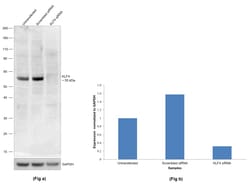 Invitrogen KLF4 Monoclonal Antibody (CL5785) 100 &mu;L; Unconjugated:Antibodies,