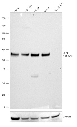 Invitrogen KLF4 Monoclonal Antibody (CL5785) 100 &mu;L; Unconjugated:Antibodies,