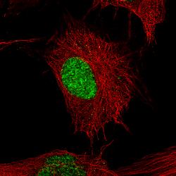 Invitrogen POU3F2 Monoclonal Antibody (CL6228) 100 &mu;L | Buy Online | Invitrogen&trade; | Fisher Scientific