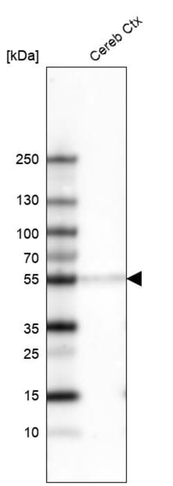 Invitrogen POU3F2 Monoclonal Antibody (CL6228) 100 &mu;L | Buy Online | Invitrogen&trade; | Fisher Scientific