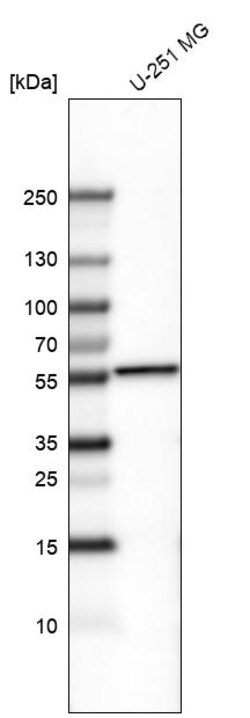Invitrogen POU3F2 Monoclonal Antibody (CL6228) 100 &mu;L | Buy Online | Invitrogen&trade; | Fisher Scientific