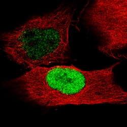 Invitrogen POU3F2 Monoclonal Antibody (CL6232) 100 &mu;L; Unconjugated:Antibodies,