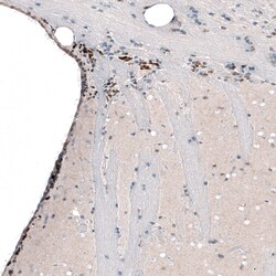 Invitrogen POU3F2 Monoclonal Antibody (CL6232) 100 &mu;L; Unconjugated:Antibodies,