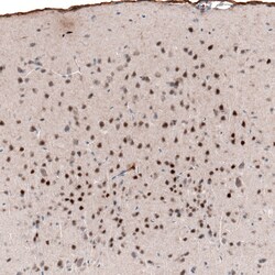 Invitrogen POU3F2 Monoclonal Antibody (CL6232) 100 &mu;L; Unconjugated:Antibodies,