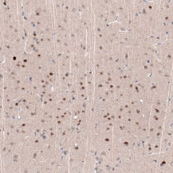 Invitrogen POU3F2 Monoclonal Antibody (CL6232) 100 &mu;L; Unconjugated:Antibodies,