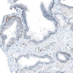 Invitrogen CD49f Monoclonal Antibody (CL6957) 100 &mu;L; Unconjugated:Antibodies,
