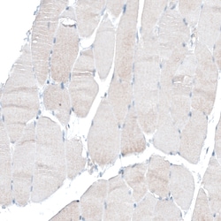 Invitrogen CD49f Monoclonal Antibody (CL6957) 100 &mu;L; Unconjugated:Antibodies,