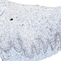 Invitrogen CD49f Monoclonal Antibody (CL6957) 100 &mu;L; Unconjugated:Antibodies,