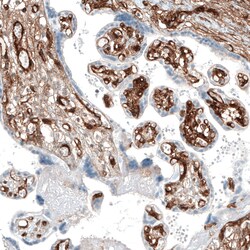 Invitrogen CD49a Monoclonal Antibody (CL7217) 100 &mu;L; Unconjugated:Antibodies,