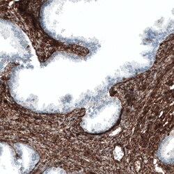 Invitrogen CD49a Monoclonal Antibody (CL7217) 100 &mu;L; Unconjugated:Antibodies,