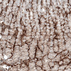 Invitrogen CD49a Monoclonal Antibody (CL7217) 100 &mu;L; Unconjugated:Antibodies,