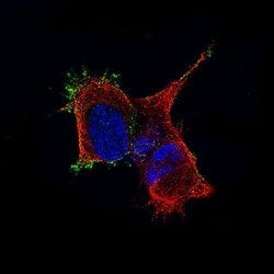 Invitrogen TMEM119 Monoclonal Antibody (CL8714) 100 &mu;L; Unconjugated:Antibodies,