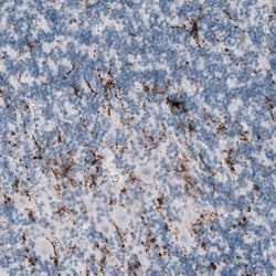 Invitrogen TMEM119 Monoclonal Antibody (CL8714) 100 &mu;L; Unconjugated:Antibodies,
