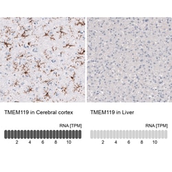 Invitrogen TMEM119 Monoclonal Antibody (CL8714) 100 &mu;L; Unconjugated:Antibodies,