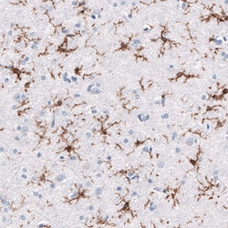 Invitrogen TMEM119 Monoclonal Antibody (CL8714) 100 &mu;L; Unconjugated:Antibodies,