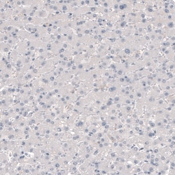Invitrogen TMEM119 Monoclonal Antibody (CL8714) 100 &mu;L; Unconjugated:Antibodies,