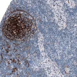 Invitrogen TMEM119 Monoclonal Antibody (CL8714) 100 &mu;L; Unconjugated:Antibodies,