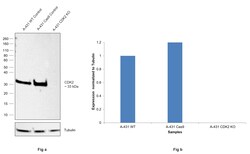 Invitrogen CDK2 Recombinant Rabbit Monoclonal Antibody (10E0N5) 100 μL;