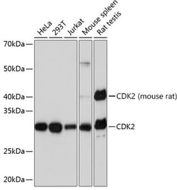 Invitrogen CDK2 Recombinant Rabbit Monoclonal Antibody (10E0N5) 100 μL;
