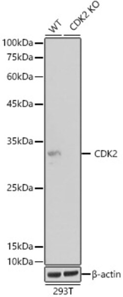 Invitrogen CDK2 Recombinant Rabbit Monoclonal Antibody (10E0N5) 100 μL;