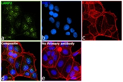 Invitrogen LAMP2 Recombinant Rabbit Monoclonal Antibody (5N8J3) 100 &mu;L;